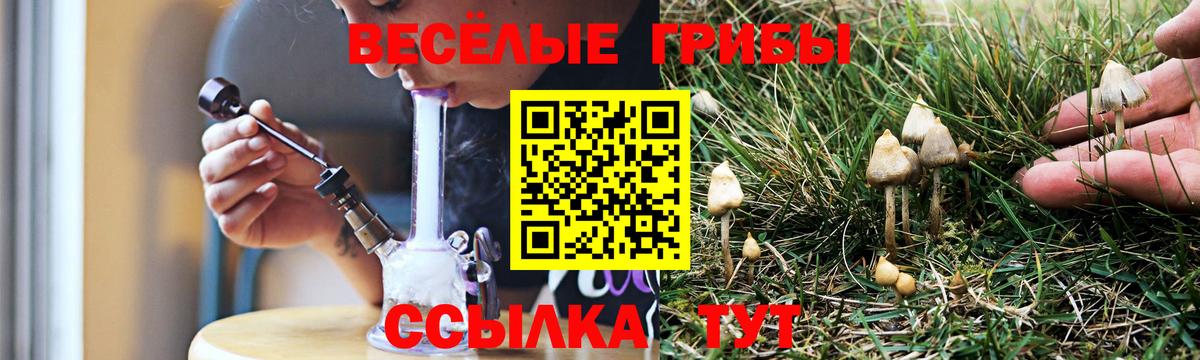 Шебекино  Галлюциногенные грибы Psilocybine cubensis  Вход с VPN 